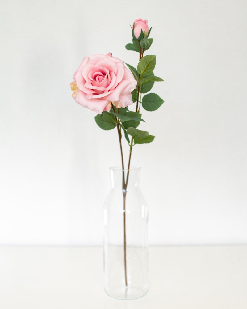 Single Pink rose and bud