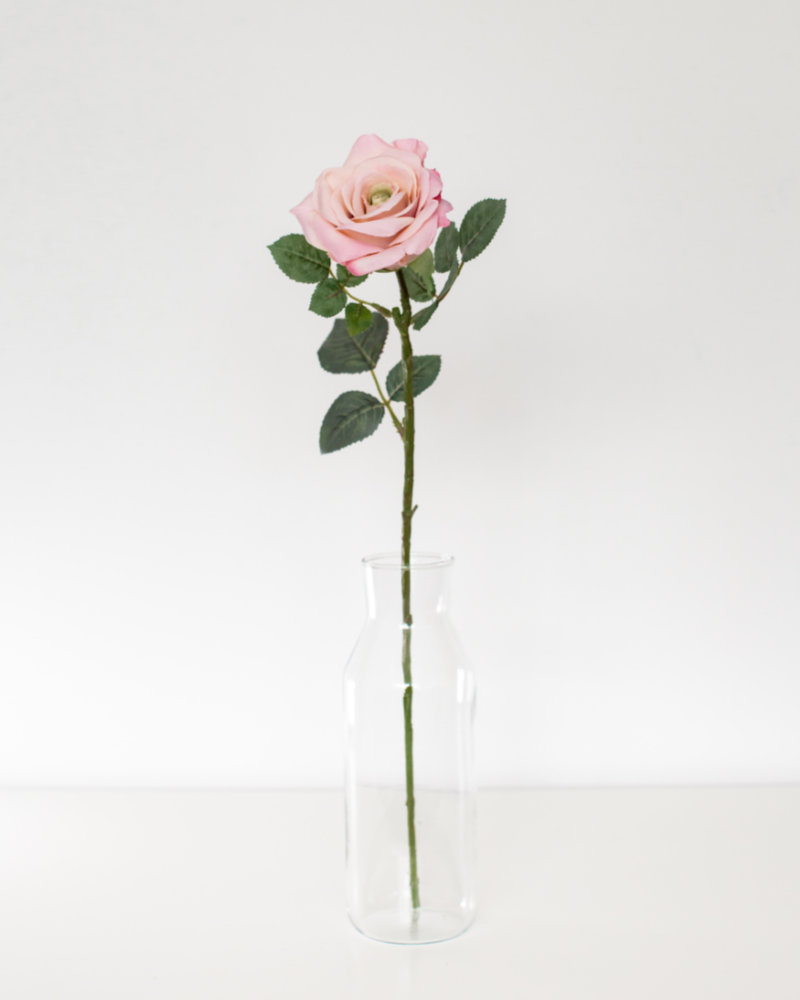 Single pink peach Rose