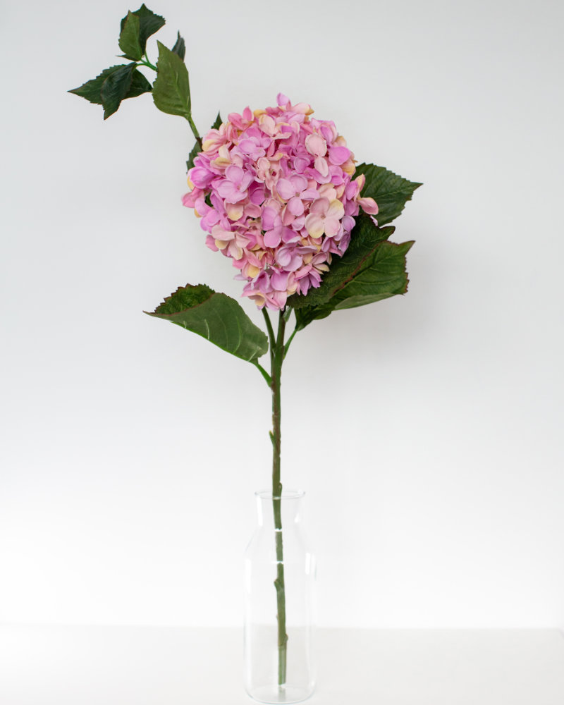Single Pink hydrangea