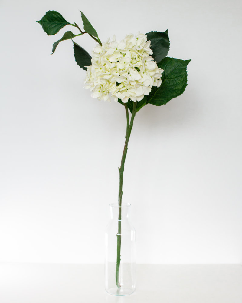 Single White hydrangea