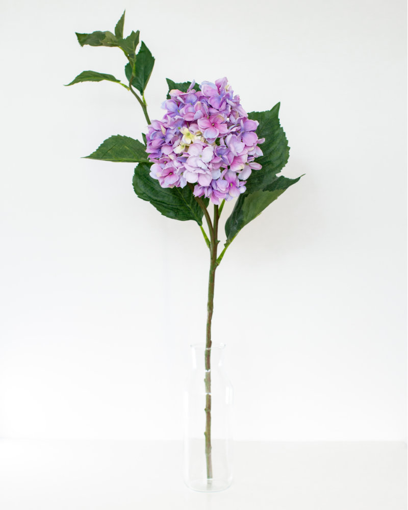 Single Purple hydrangea