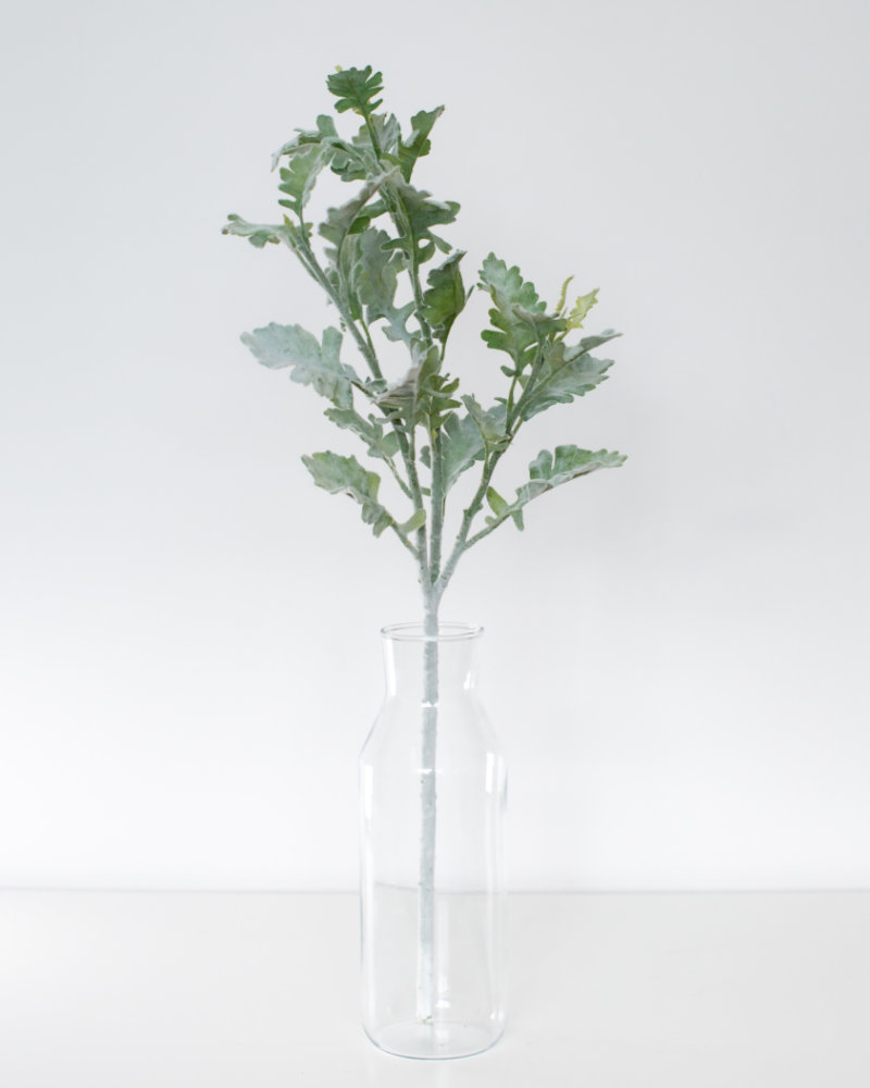 Single Dusty Miller
