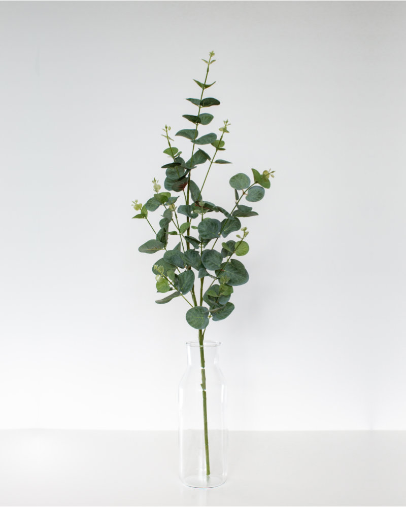 Single Eucalyptus