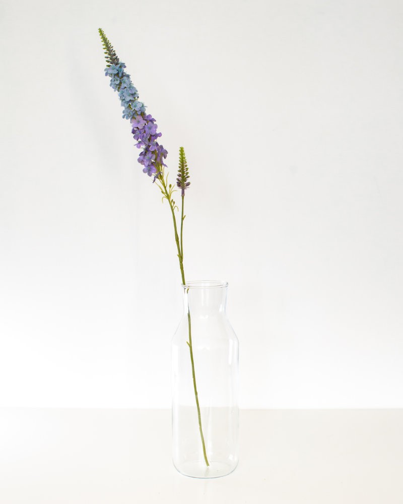 Single purple Veronica